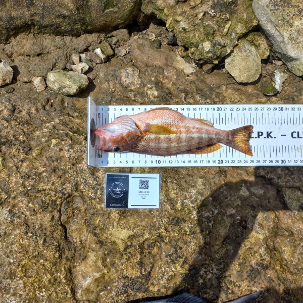 Fish Measure Picture